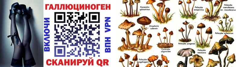 Галлюциногенные грибы Psilocybine cubensis  Суджа 